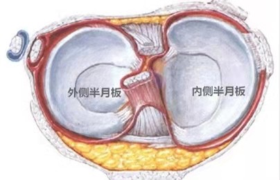 半月板解剖示意图