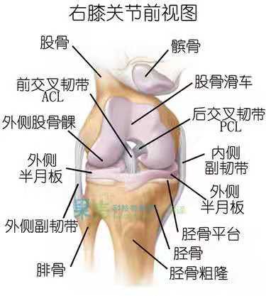 像"垫片"一样(膝关节是由股骨内,外侧髁和胫骨内,外侧髁以及髌骨构成