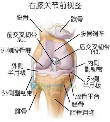 古方堂筋骨康养详解半月板