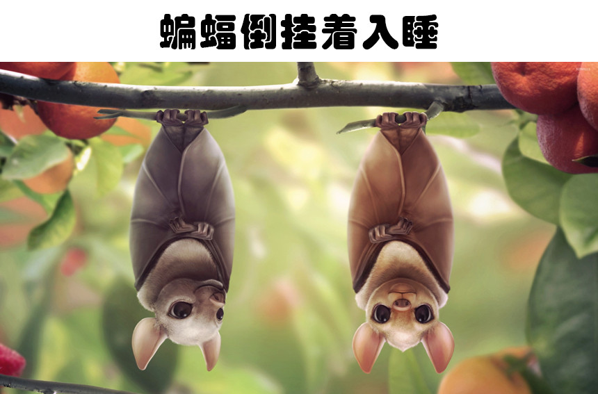 动物是怎么睡觉的?7种动物非常奇怪的睡眠方式