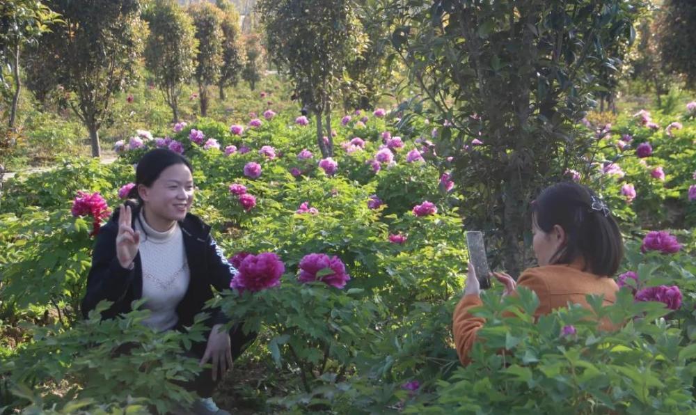巢湖最大牡丹园花开富贵游人醉