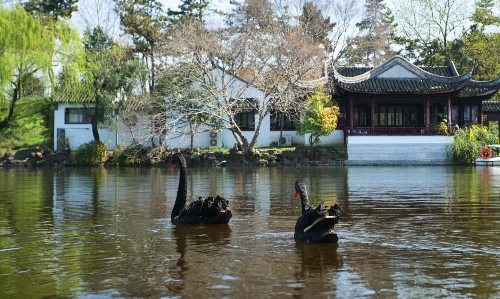 漫步苏州古城区最大的城市公园东园沐浴春光放飞身心