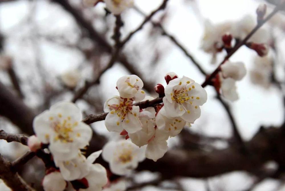 肃州区:杏花开了!金佛寺又到了最美的时候