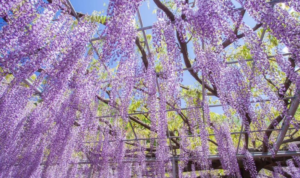 这棵紫藤树144岁了,每年都开满紫藤花,成为日本最美的