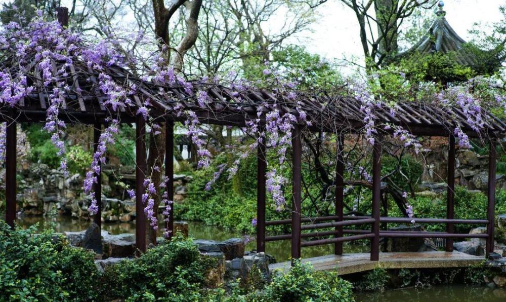 馥郁的清香扑鼻而来 着实令人心旷神怡 留园 留园的紫藤花架位于池中