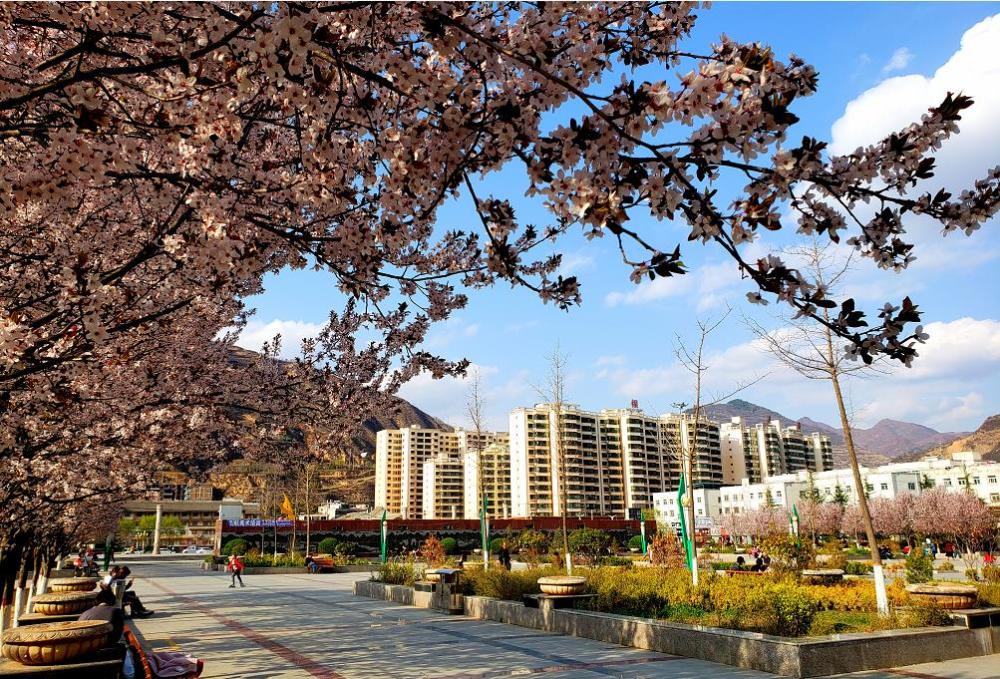 【大美宕昌】一年春景莫错过 最是花开好时节