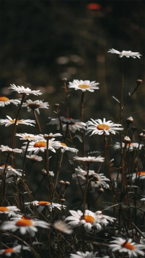 壁纸|菊花壁纸清新