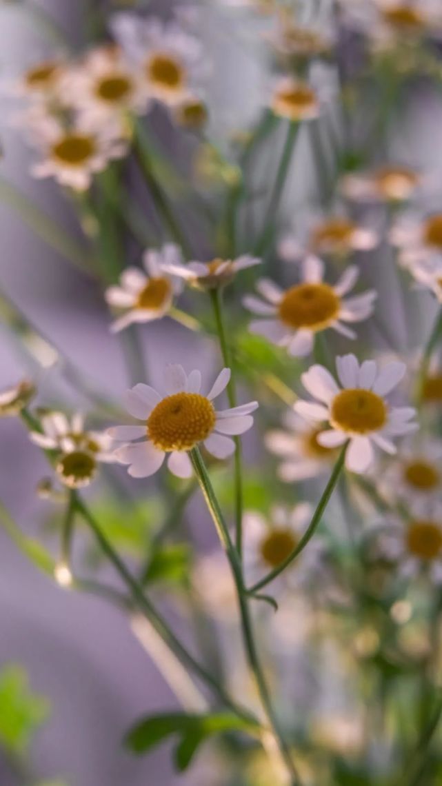 壁纸|菊花壁纸唯美