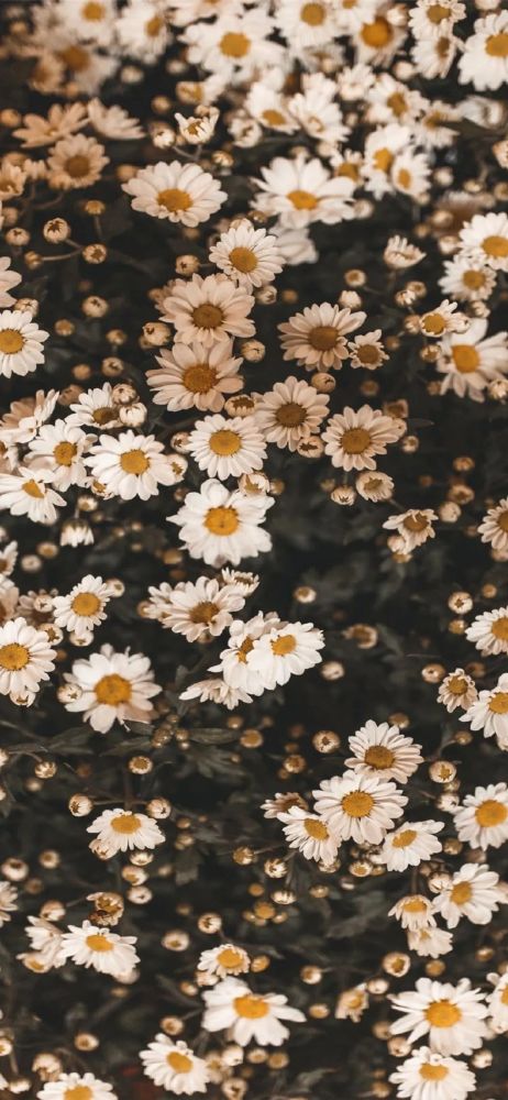 壁纸|菊花壁纸ins
