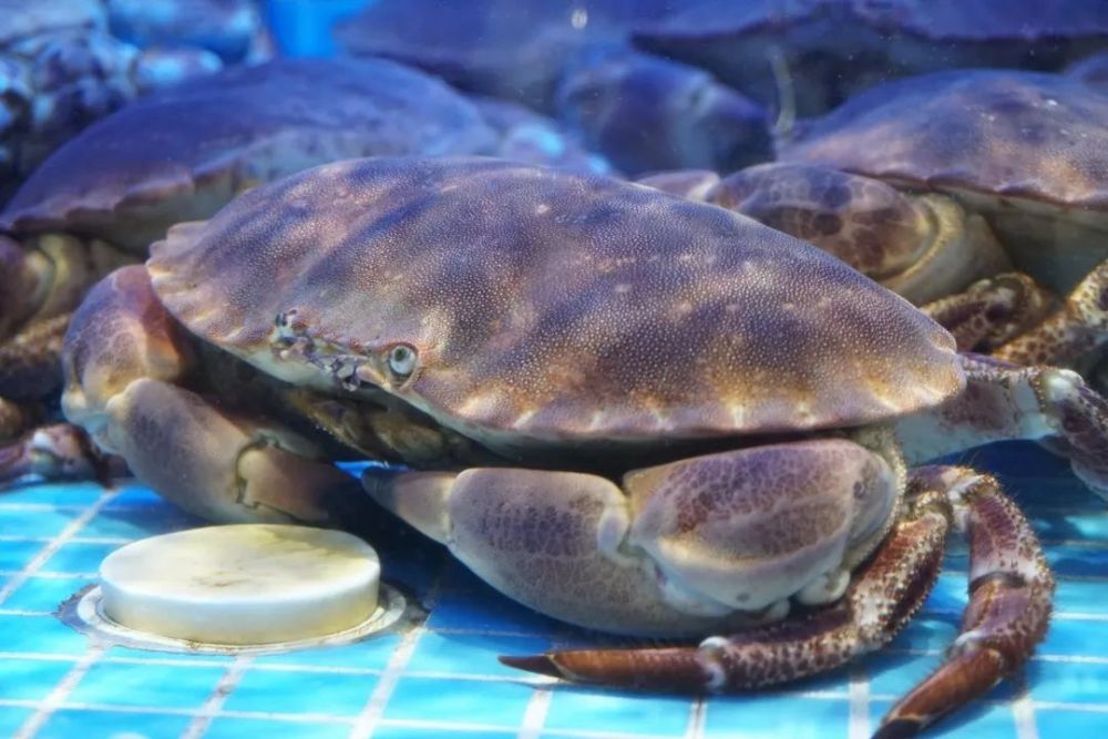世界上最大的螃蟹有多大能长到四米还能凭实力吃掉鲨鱼