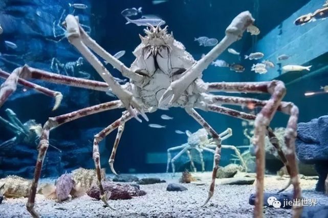 世界上最大的螃蟹有多大?能长到四米,还能凭实力吃掉