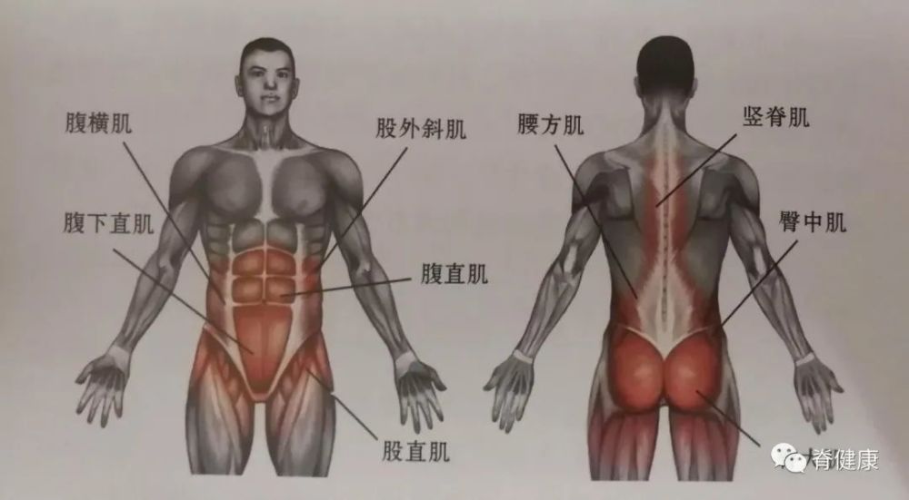 保护脊柱骨盆的主角核心肌群大揭秘