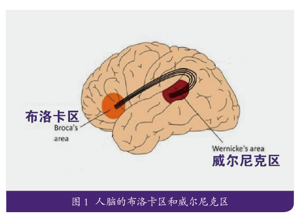 基于大脑的布洛卡和威尔尼克两个脑区,了解到中文和英文有效学习在两