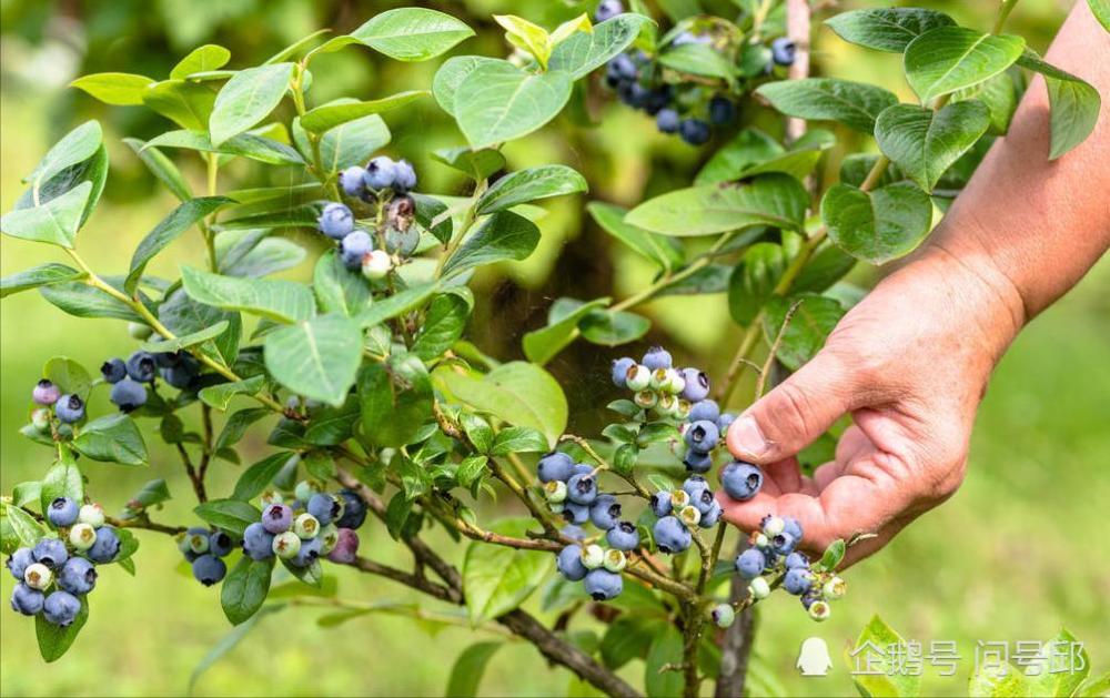 植物学名称:高丛蓝莓,兔眼蓝莓 常见的名字:蓝莓 植物类型:多年生