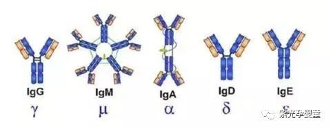 免疫系统由免疫组织,器官,免疫细胞及免疫活性分子等组成,免疫球蛋白