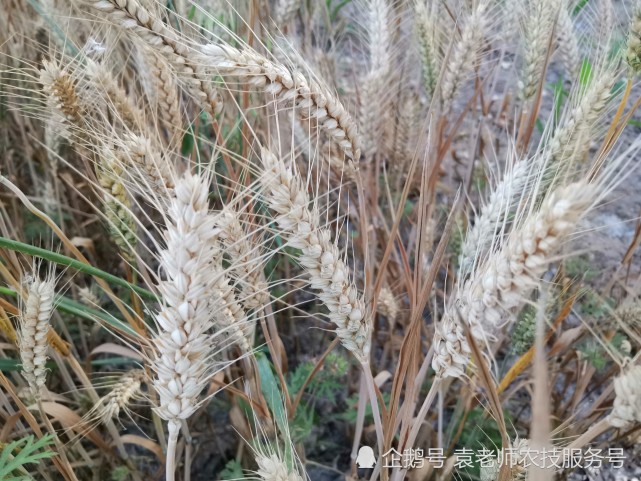 防治小麦白穗病,播种前,做好这一点最关键