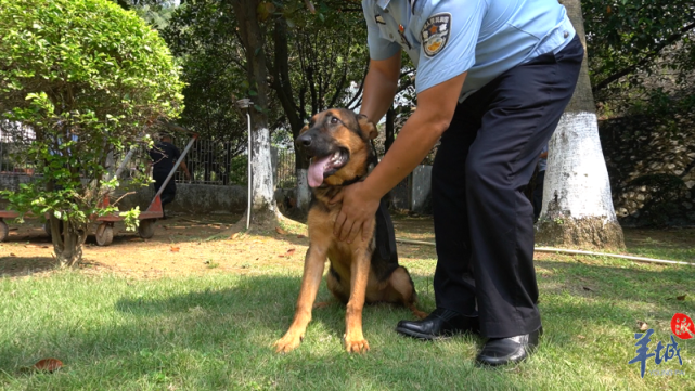 【视频】揭秘警犬养成记:狗狗"考公务员"也很难!