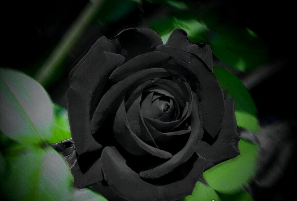 世界上最罕见的花—黑色玫瑰