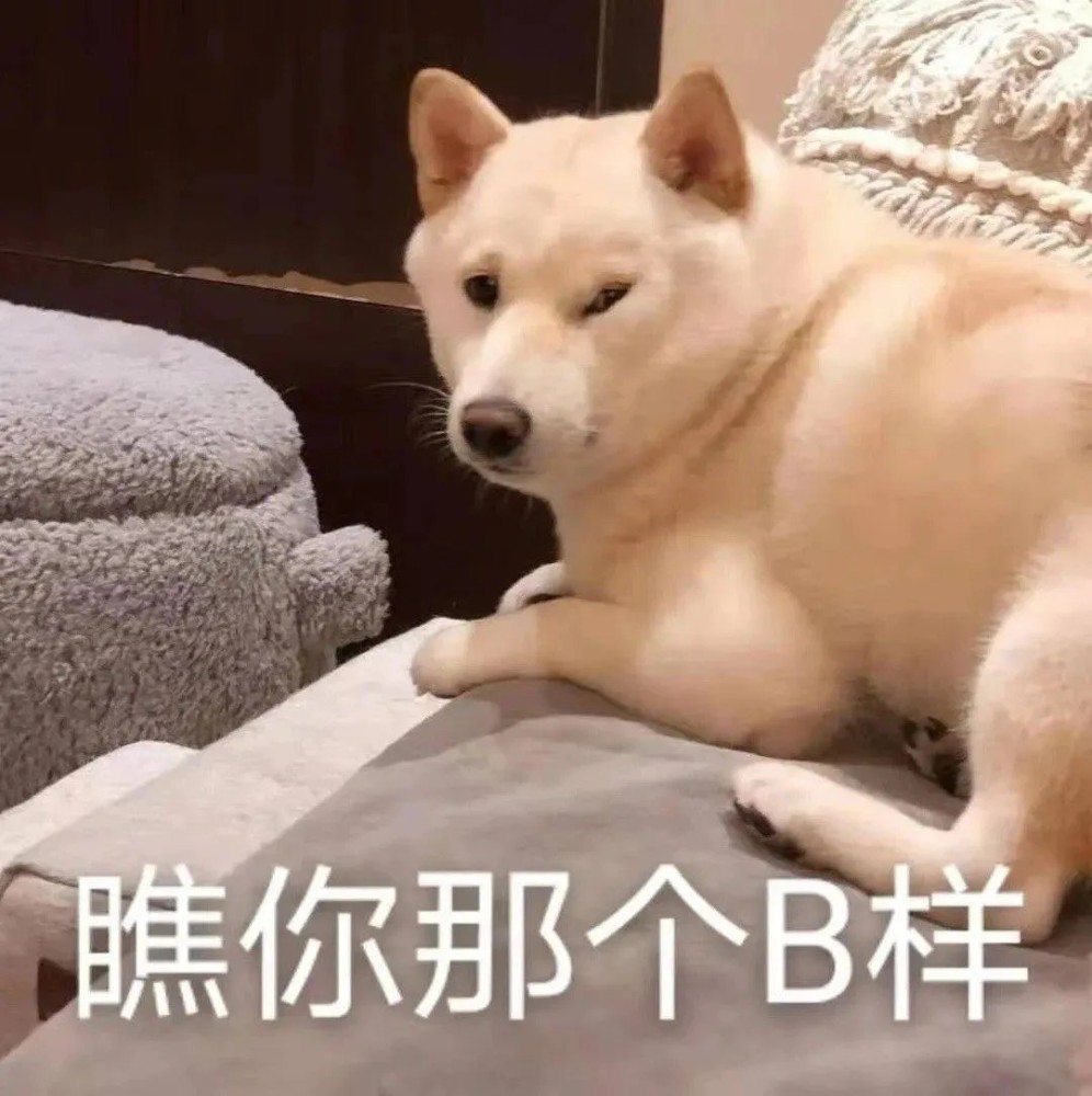 猫猫表情包|我投翔