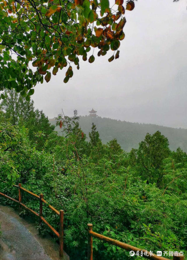 济南英雄山上风景如画,花儿雨中绽放自