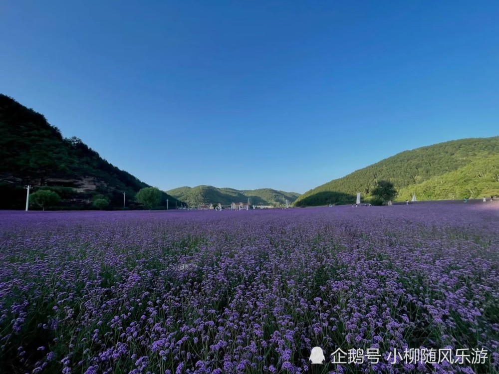 甘肃庆阳合水花溪谷太美了,美的让人窒息,完全徜徉在花的海洋里