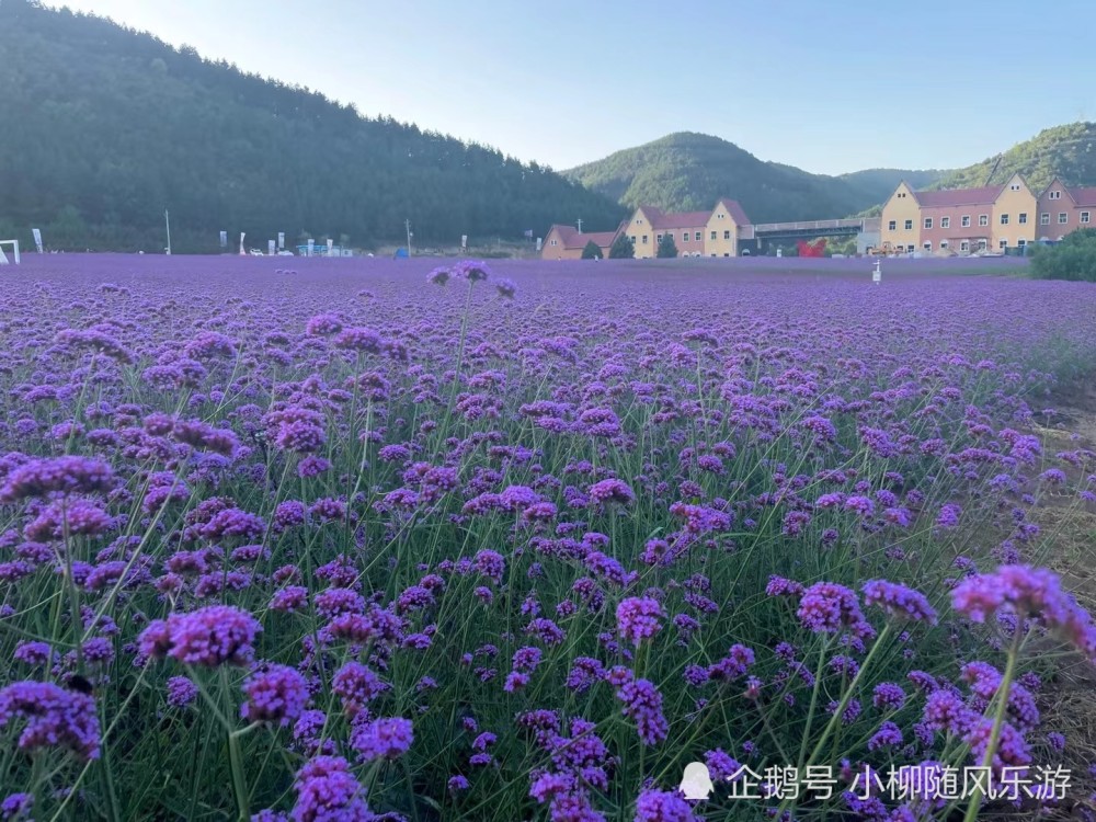 甘肃庆阳合水花溪谷太美了,美的让人窒息,完全徜徉在花的海洋里