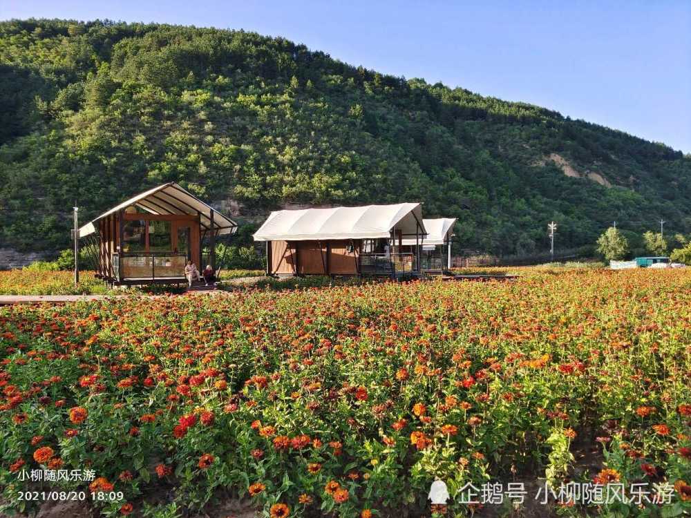 甘肃庆阳合水花溪谷太美了,美的让人窒息,完全徜徉在花的海洋里