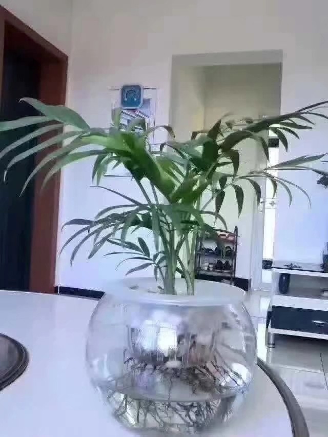 水培养木本植物的方法