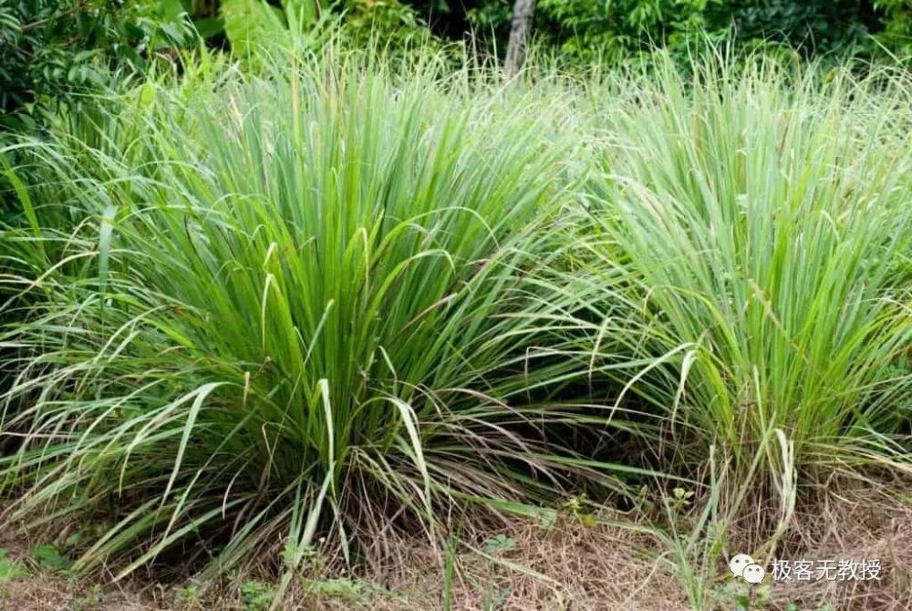 1 ,曲序香茅(cymbopogon flexuosus,又称东印度柠檬草)