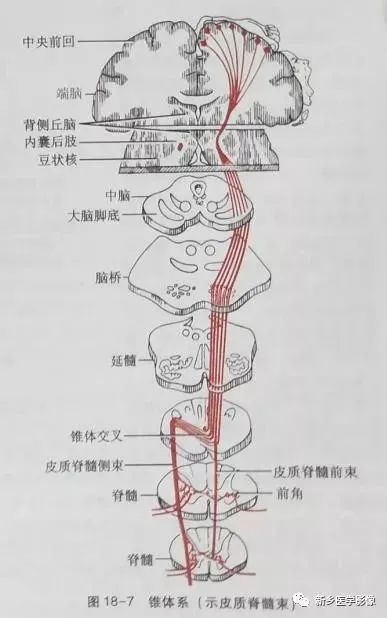 系统解剖运动传导路