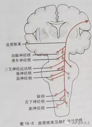 脑干各核团断面上交叉;Ⅰ级-上运动神经元  (核上瘫),Ⅱ级-下运动神经