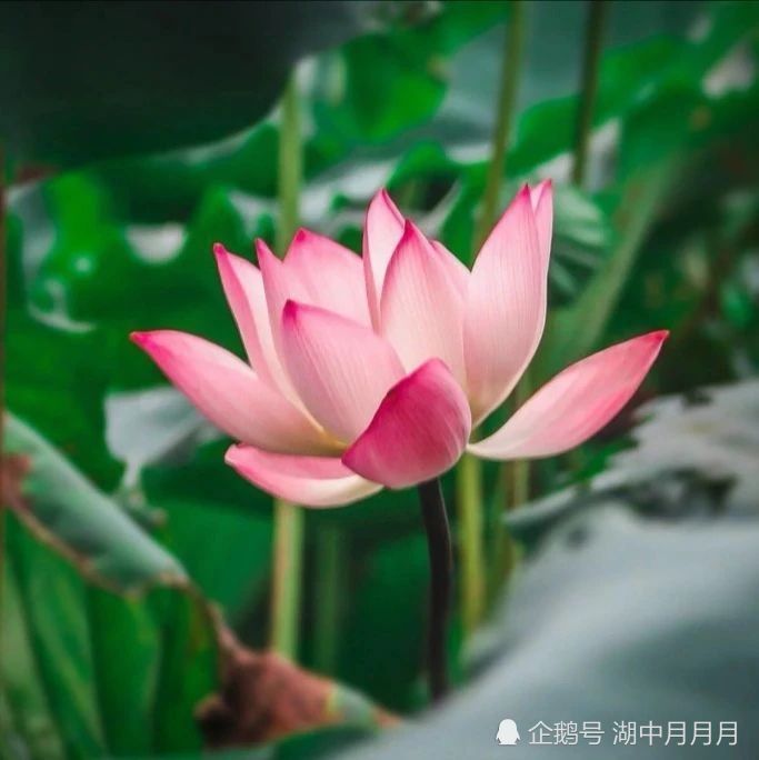 关于莲花的高质量表情图