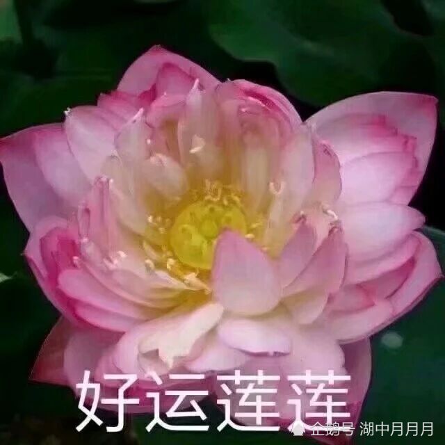 关于莲花的高质量表情图