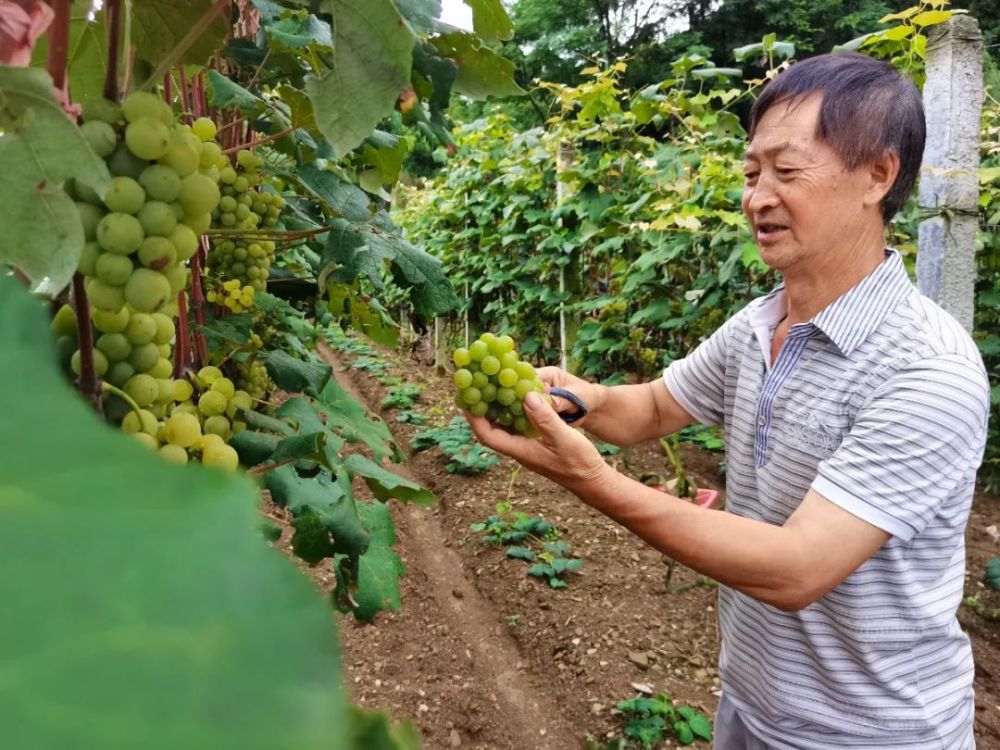 今年65岁的葡萄种植户张贵超 已与葡萄结缘34年