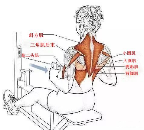 练背收尾动作坐姿划船避免4个错误刺激背阔肌效果会更好