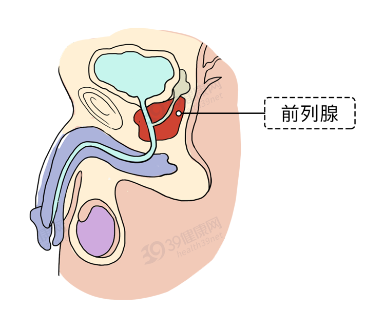 前列腺 是男性生殖器附属腺中 因上连着膀胱,下连着泌尿系统 所以位置