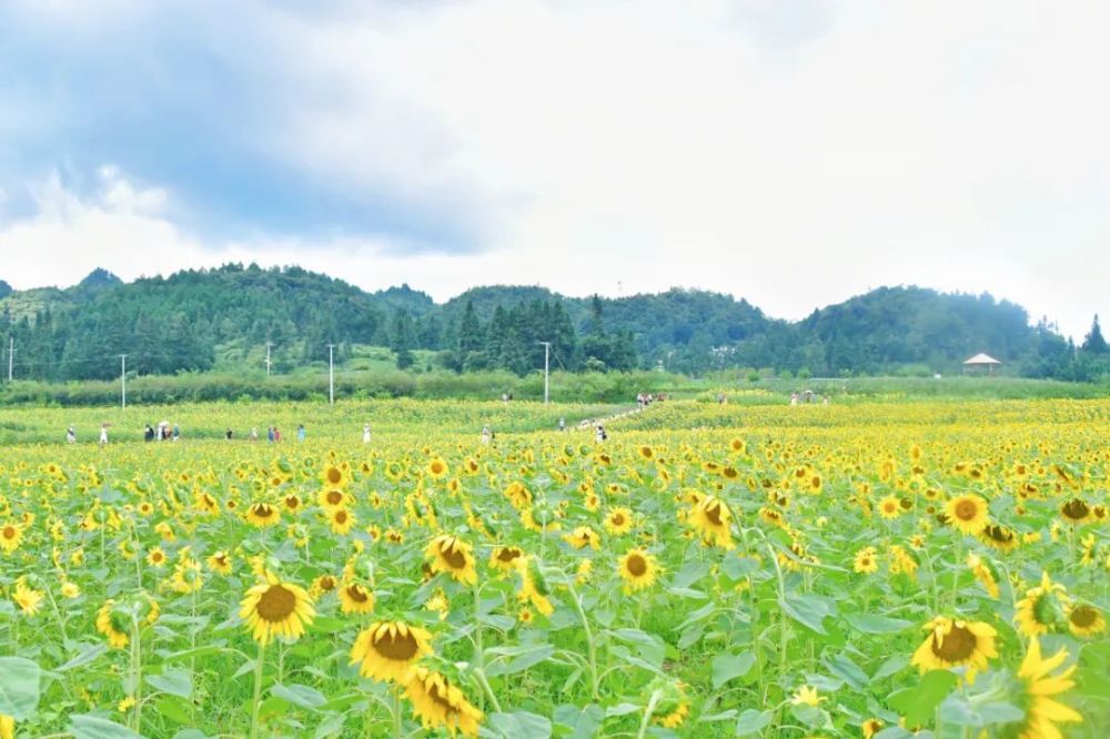 向日葵什么时候开花（向日葵什么时候开花哪个季节）