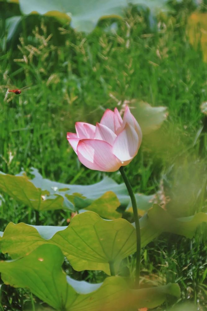 向日葵什么时候开花（向日葵什么时候开花哪个季节）