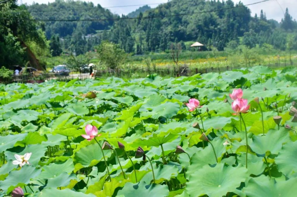 向日葵什么时候开花（向日葵什么时候开花哪个季节）