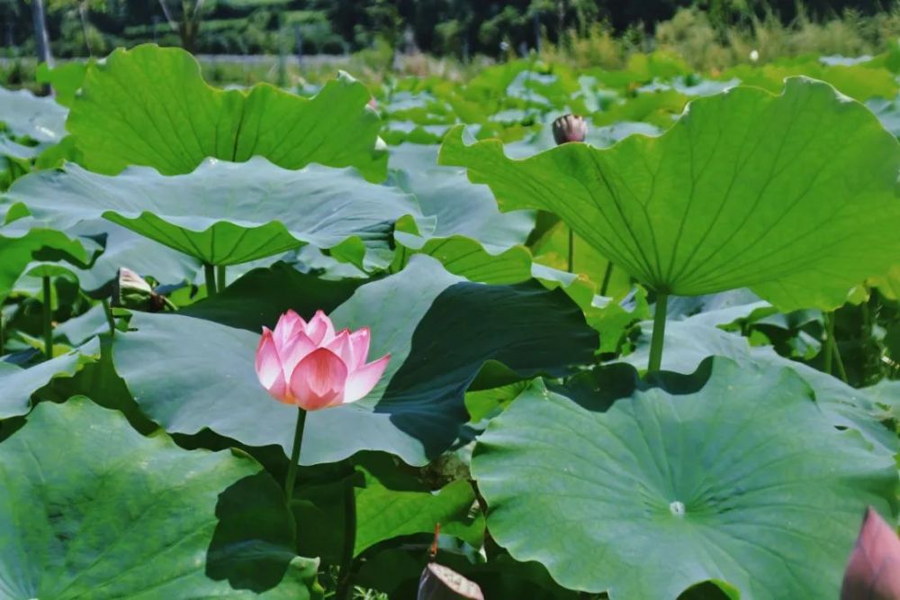 向日葵什么时候开花（向日葵什么时候开花哪个季节）