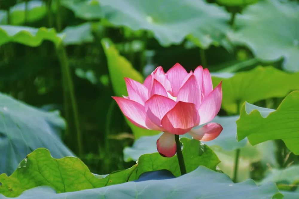 向日葵什么时候开花（向日葵什么时候开花哪个季节）