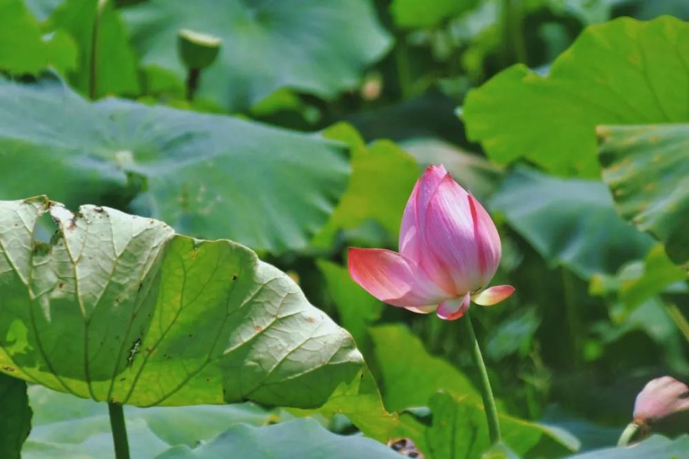 向日葵什么时候开花（向日葵什么时候开花哪个季节）