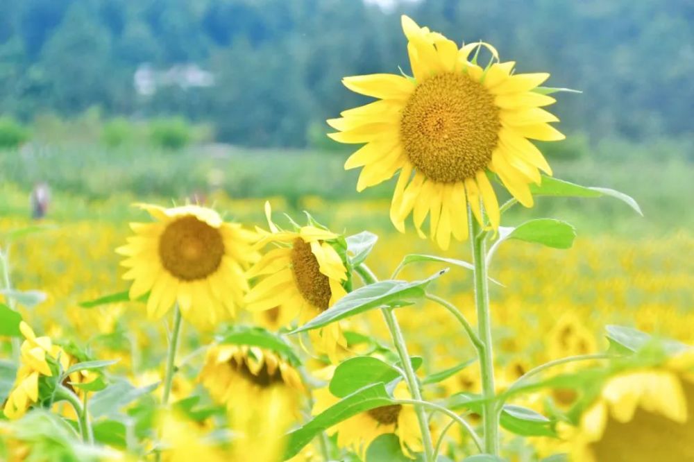 向日葵什么时候开花（向日葵什么时候开花哪个季节）