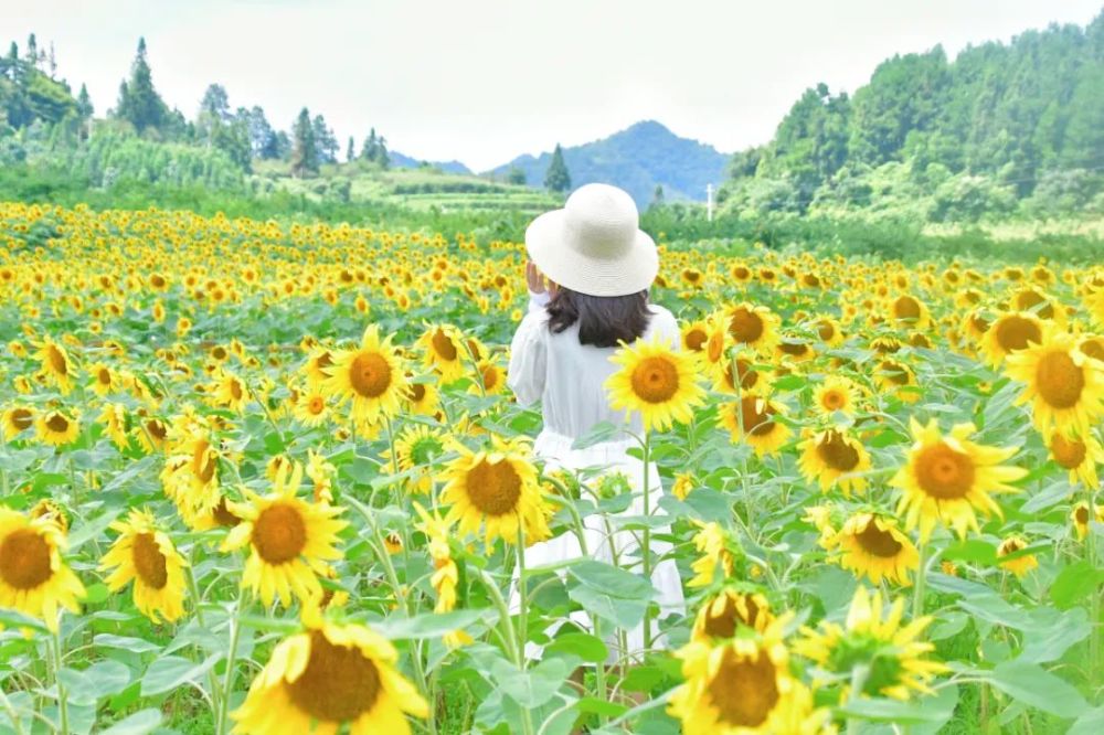 向日葵什么时候开花（向日葵什么时候开花哪个季节）