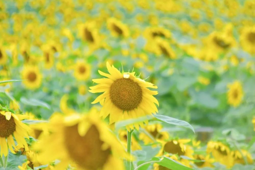 向日葵什么时候开花（向日葵什么时候开花哪个季节）