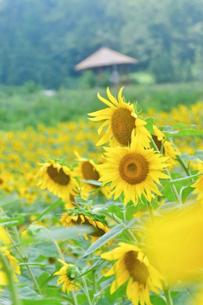 向日葵什么时候开花（向日葵什么时候开花哪个季节）