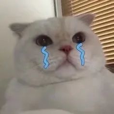 表情包|流泪猫猫
