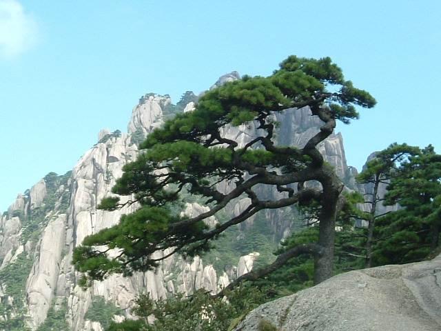 黄山四绝迎客松送客松