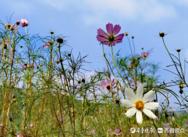 蓝天白云下的格桑花