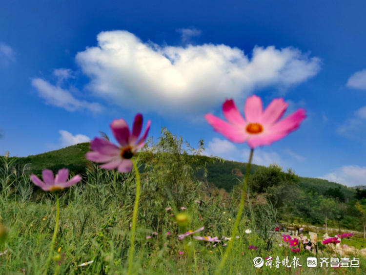 蓝天白云下的格桑花